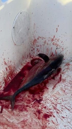 Video post from ejs_fishing_charters.