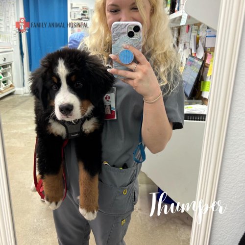 Photo post from familyanimalhospitalcm.