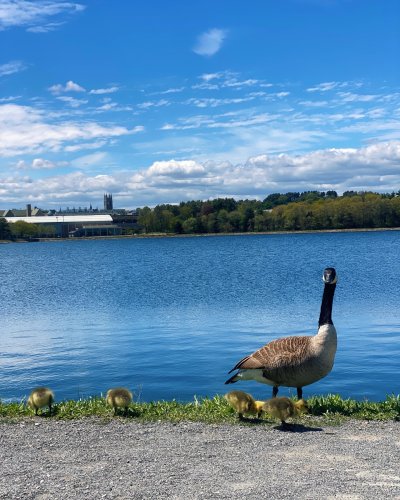 Photo post from bostoncollege.