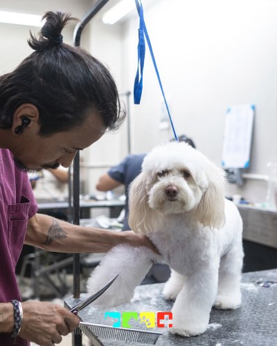 Photo post from medicalpettj.