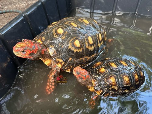 Photo post from carapacecritters.