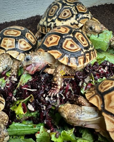 Photo post from carapacecritters.