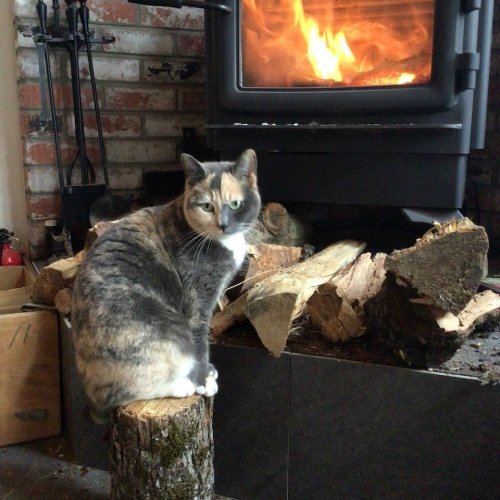 Photo post from regencyfire.