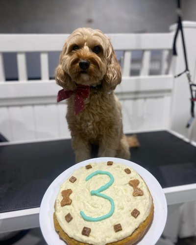 Carousel post from k9playtimedoggydaycare.