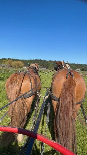 Video post from finnriver.