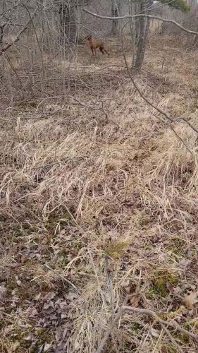 Video post from reddogguideservice.