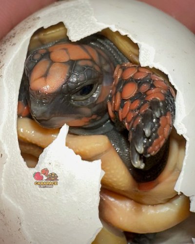 Photo post from carapacecritters.