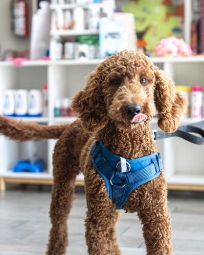 Photo post from medicalpettj.