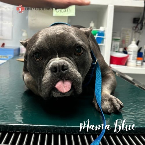 Photo post from familyanimalhospitalcm.