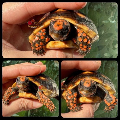 Photo post from carapacecritters.