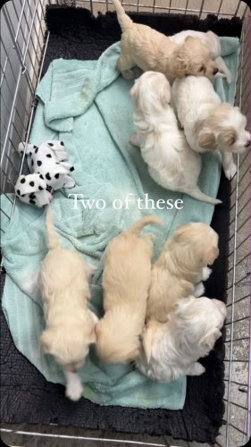 Video post from familyanimalhospitalcm.