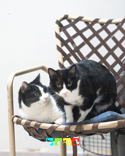 Photo post from medicalpettj.