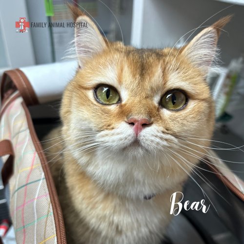 Photo post from familyanimalhospitalcm.