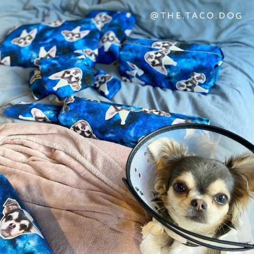 Photo post from furrypeeps.