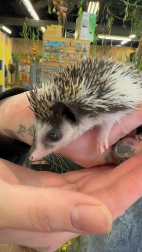 Video post from njexoticpets.