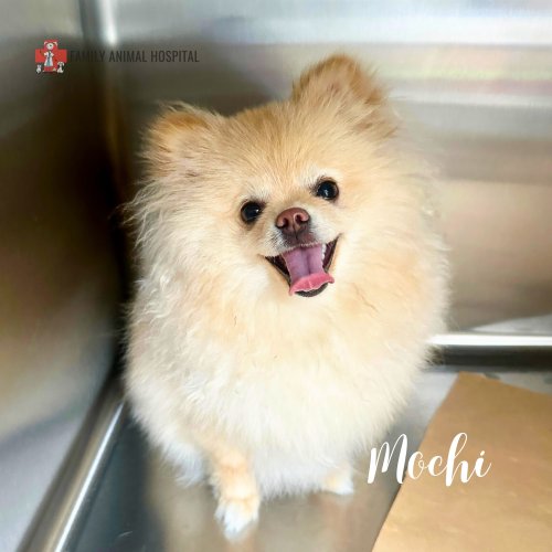 Photo post from familyanimalhospitalcm.