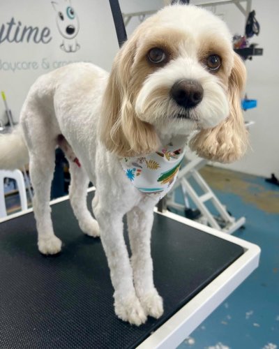 Carousel post from k9playtimedoggydaycare.