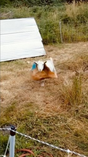 Video post from hungryhollowfarm.