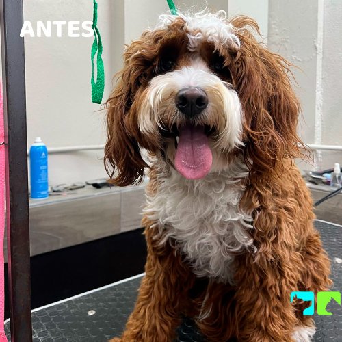 Carousel post from medicalpettj.