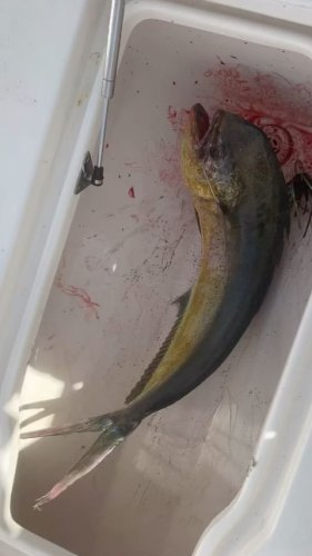 Video post from ejs_fishing_charters.