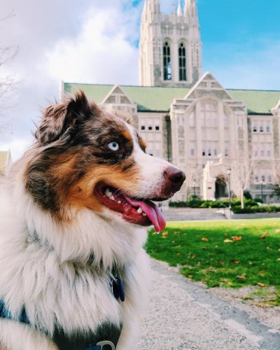 Photo post from bostoncollege.