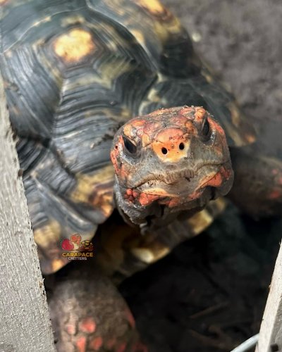 Photo post from carapacecritters.