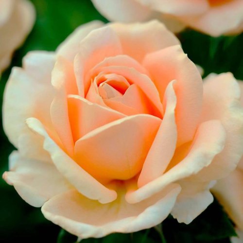 Rose Bloom Shapes: A Guide to Rose Forms and Petal Counts
