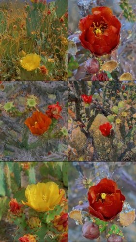 Video post from visittucson.