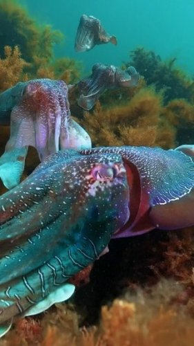 Video post from beautiful_octopus_1.