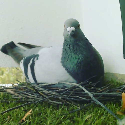 Carousel post from whg_riesa.