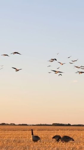 Video post from northernskiesoutfitters.