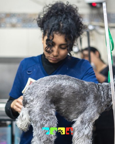 Photo post from medicalpettj.