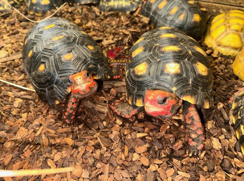 Photo post from carapacecritters.