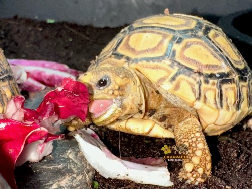 Photo post from carapacecritters.