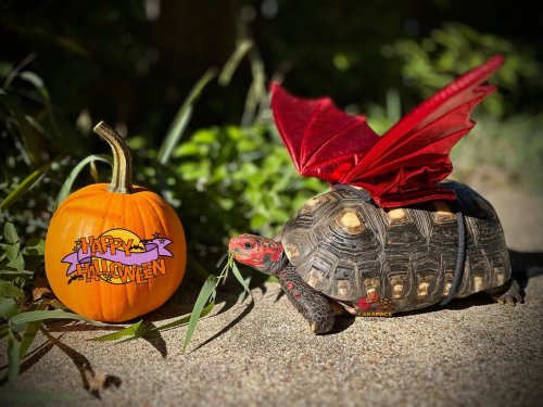 Photo post from carapacecritters.