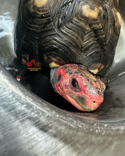 Photo post from carapacecritters.