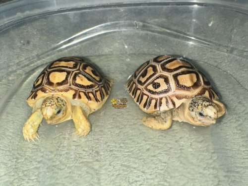 Photo post from carapacecritters.