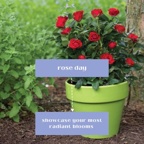 Rose Bushes for Special Occasions | Fragrant Rose Company