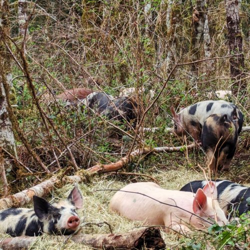 Photo post from hungryhollowfarm.