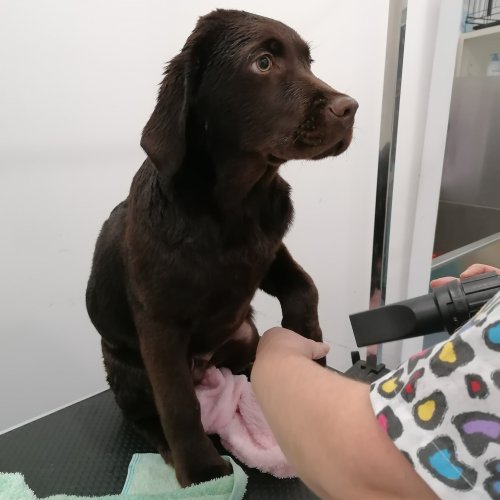 Carousel post from clinica_veterinaria_dourosul.