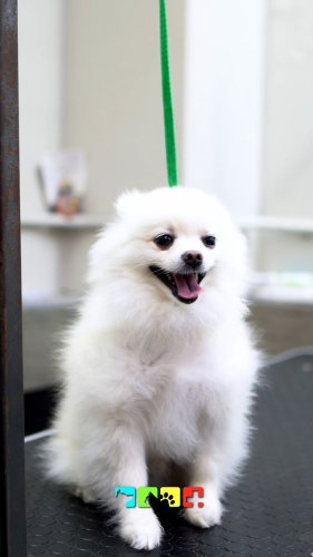 Video post from medicalpettj.