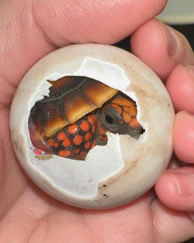 Photo post from carapacecritters.