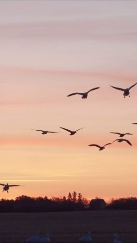 Video post from northernskiesoutfitters.