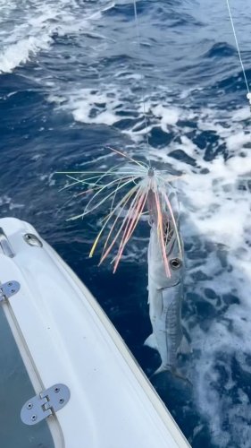 Video post from ejs_fishing_charters.