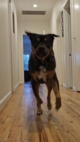 Video post from throttledownunder.