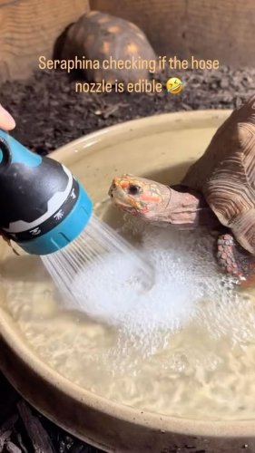 Video post from carapacecritters.