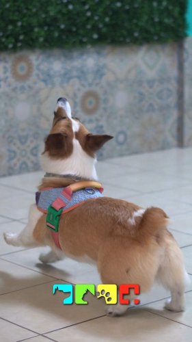 Video post from medicalpettj.