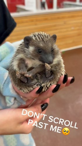 Video post from njexoticpets.