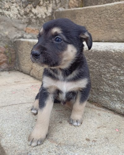 Carousel post from clinica_veterinaria_dourosul.