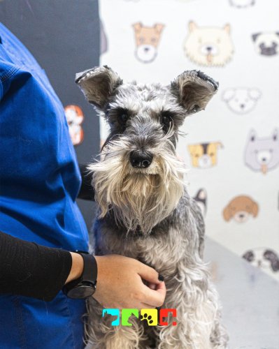 Photo post from medicalpettj.